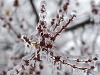 38049CrLe - Aftermath of the Ice Storm (Death of a Maple).JPG